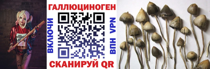 Псилоцибиновые грибы Cubensis  магазин    Бабушкин 